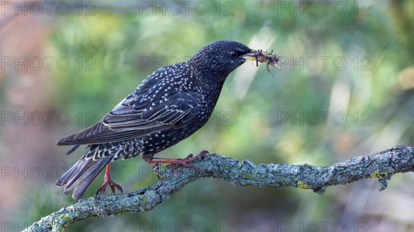 Starling (Sturnus vulgaris), also known as Common starling, with food for the young birds, insects as food for the young, foraging, breeding, Middle Elbe River Landscape, Middle Elbe Biosphere Reserve, Saxony-Anhalt, Germany, Europe