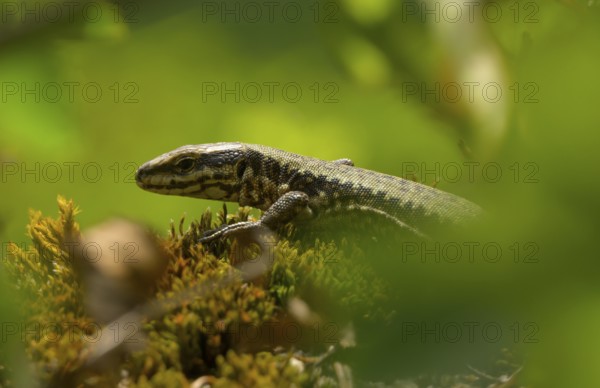 Wall lizard (Podarcis muralis), portrait, Lower Austria