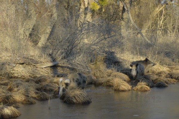 Wild boar (Sus scrofa), crossbreed, domestic pig (Sus scrofa domesticus), riparian forest, ice, Lower Austria