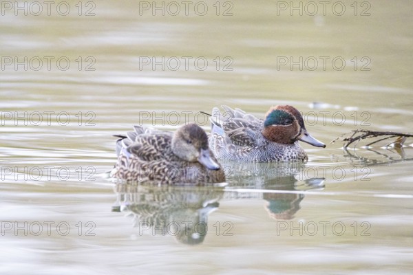 Teal (Anas crecca) Pair Germany