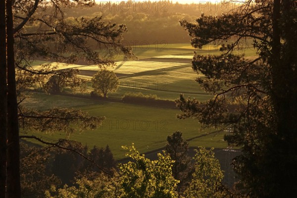 Landscape in the Black Forest, evening in May, Baden-Württemberg, Germany, Europe