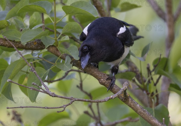 Magpie (Pica pica) sitting on a branch, Stuttgart, Baden-Württemberg, Germany, Europe