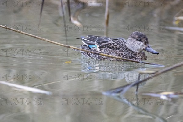 Teal (Anas crecca) wbl Germany