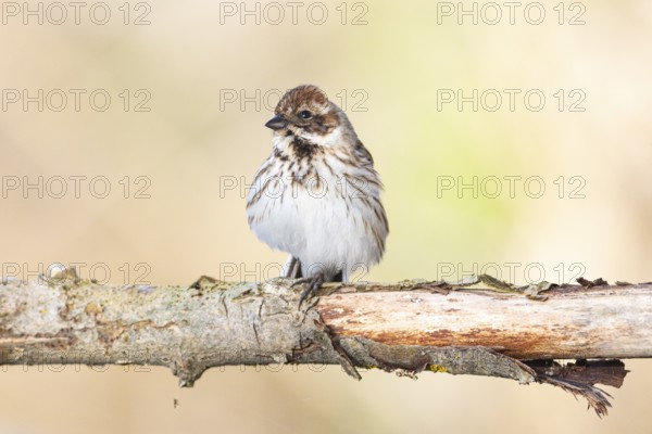 Reed bunting (Emberiza schoeniclus) wbl Germany