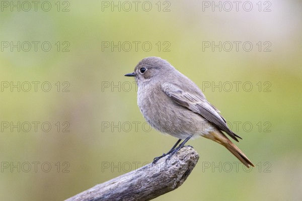Black redstart (Phoenicurus ochruros) Germany