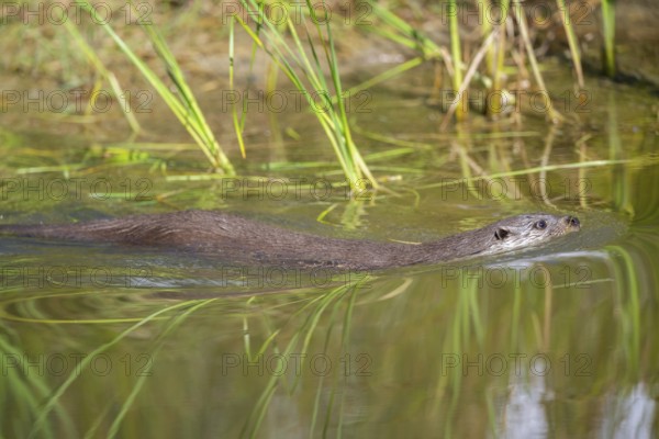 Eurasian otter (Lutra lutra) swimming in the water, Hesse, Germany, Europe