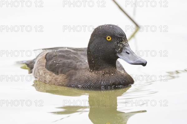 Tufted Duck (Aythya fuligula) wbl Germany