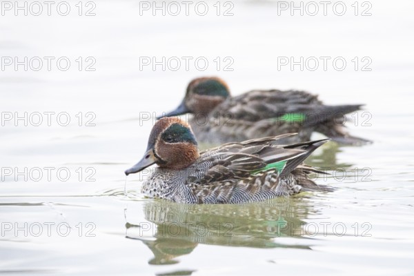 Teal (Anas crecca) ml Germany