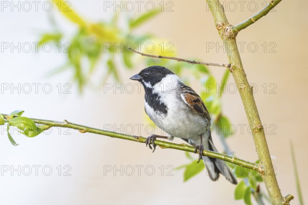 Reed bunting (Emberiza schoeniclus) ml Germany