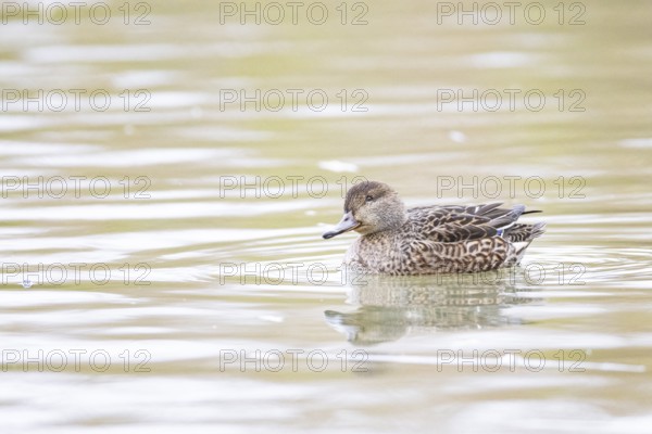 Teal (Anas crecca) wbl Germany