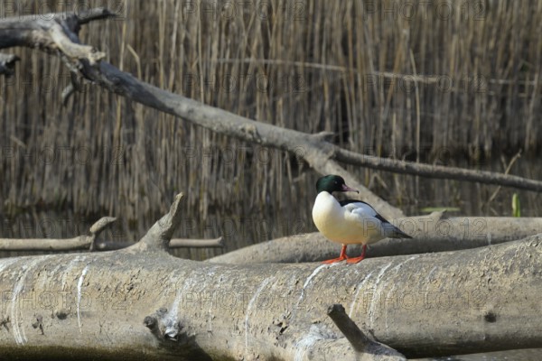 Goosander (Mergus merganser), sitting, tree trunk, Lower Austria