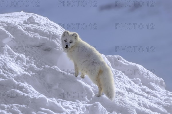 Arctic fox, white fox, polar fox (Vulpes lagopus) adult in thick winter coat hunting on snow covered tundra in spring, Svalbard, Spitsbergen