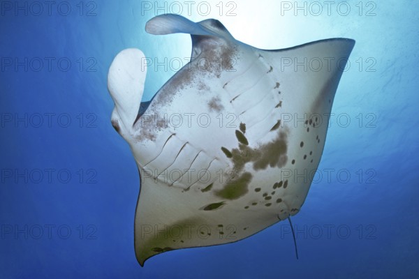 Underwater photo of giant ray manta ray (Manta birostris) plankton eater swimming through open sea, Pacific Ocean