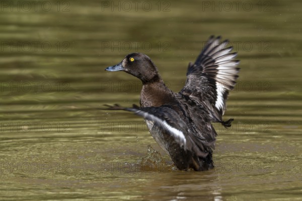 Tufted duck, tufted pochard (Aythya fuligula, Anas fuligula) adult female bathing and flapping wings in lake in spring