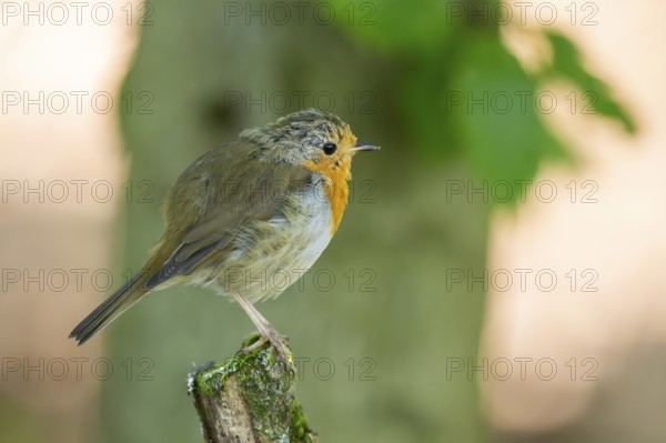 European robin (Erithacus rubecula) sitting on a branch, Bavaria, Germany, Europe