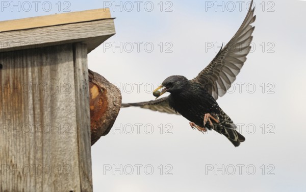 Starling (Sturnus vulgaris) flies to the nesting box in the garden with chokeberry (Aronia) in its beak, Allgäu, Bavaria, Germany, Allgäu, Bavaria, Germany, Europe
