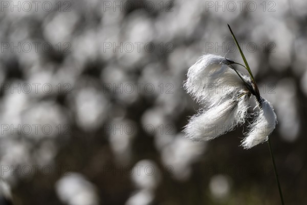 Common cottongrass (Eriophorum angustifolium) in the moor, Emsland, Lower Saxony, Germany, Europe