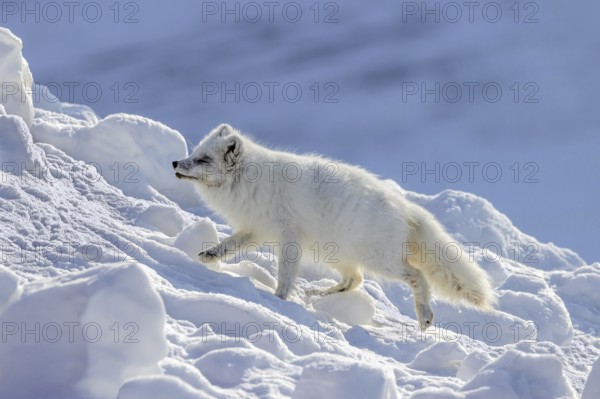 Arctic fox, white fox, polar fox (Vulpes lagopus) adult in thick winter coat hunting on snow covered tundra in spring, Svalbard, Spitsbergen