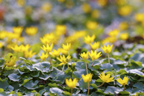 Lesser celandine (Ficaria verna), Germany, Europe