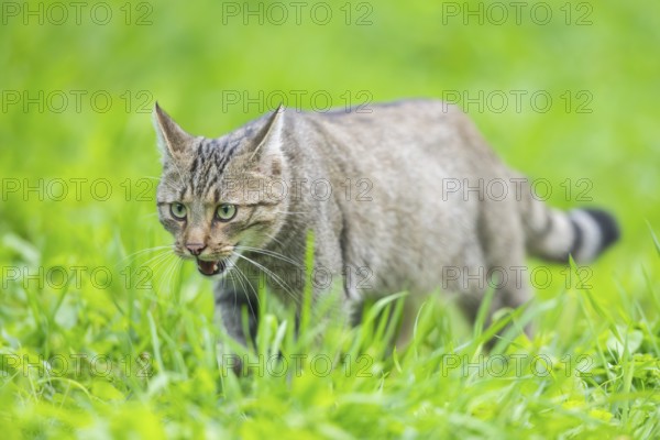 European wildcat (Felis silvestris silvestris) on a meadow, Hesse, Germany, Europe