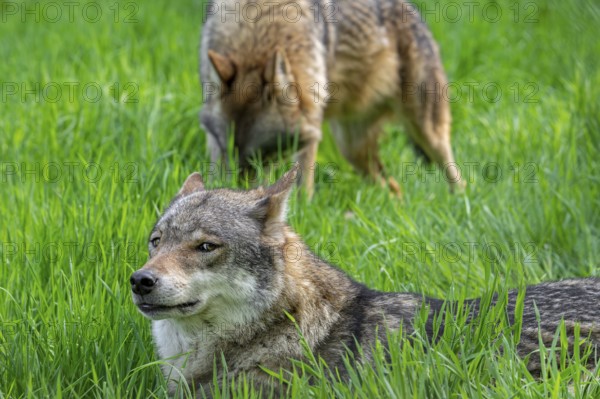 Two Eurasian wolves, European grey wolves (Canis lupus lupus) resting in meadow, grassland