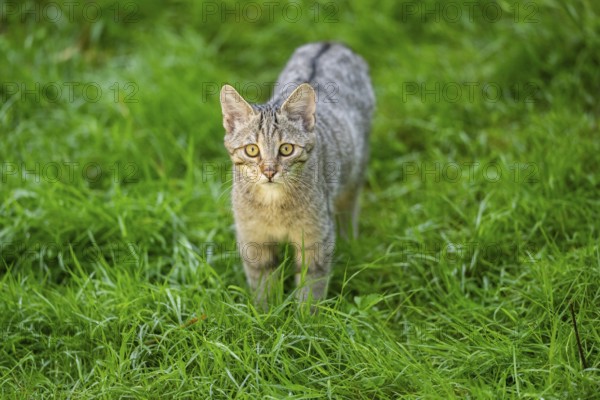 European wildcat (Felis silvestris silvestris) on a meadow, Hesse, Germany, Europe