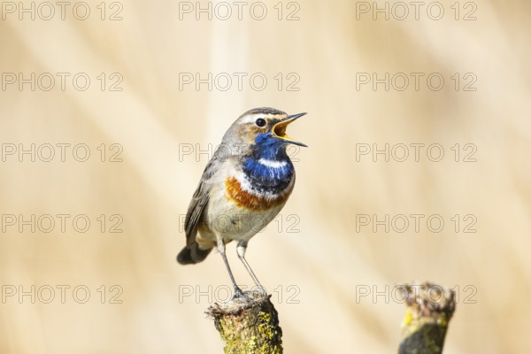 Bluethroat (Luscinia svecica cyanecula) ml Germany