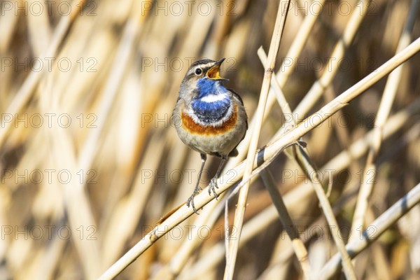 Bluethroat (Luscinia svecica cyanecula) ml Germany