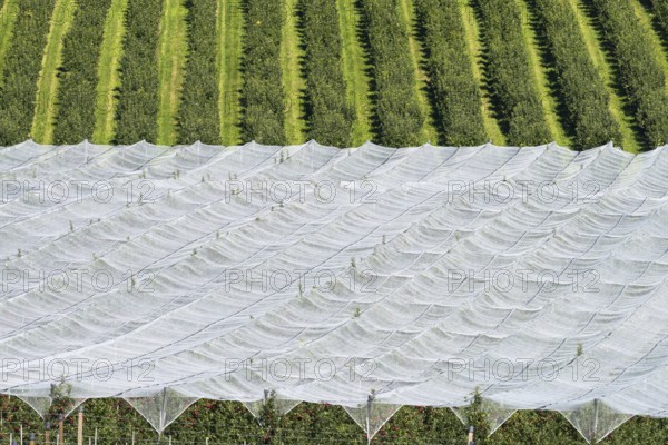 Apple orchard, fruit orchard, partly protected with hail netting, near moated castle on Lake Constance, Allgäu, Swabia, Bavaria, Germany, Europe