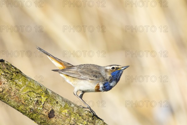 Bluethroat (Luscinia svecica cyanecula) ml Germany