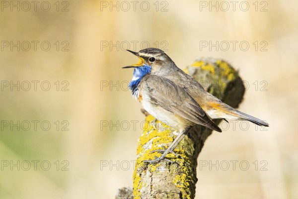 Bluethroat (Luscinia svecica cyanecula) ml Germany