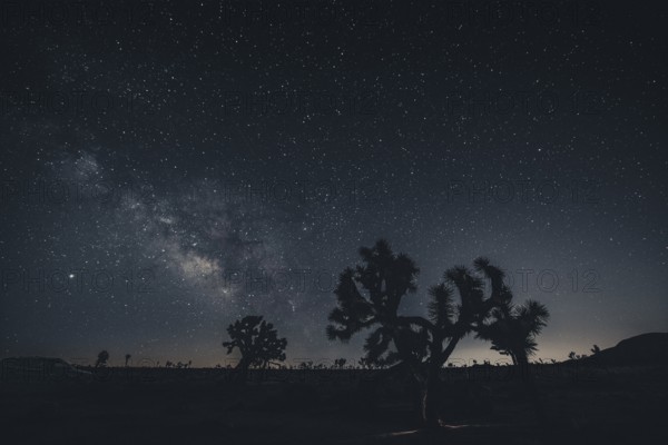 Starry sky with the Milky Way in Joshua Tree National Park
