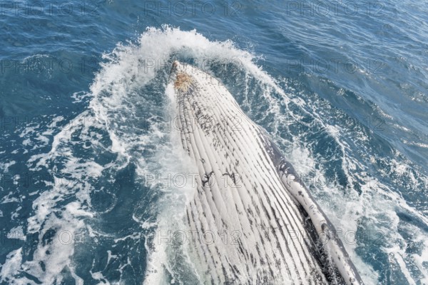 Humpback whale (Megaptera novaeangliae) breaching, Hervey Bay, Queensland, Australia, Oceania