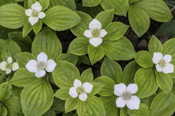 Canadian dogwood (Cornus canadensis), Emsland, Lower Saxony, Germany, Europe