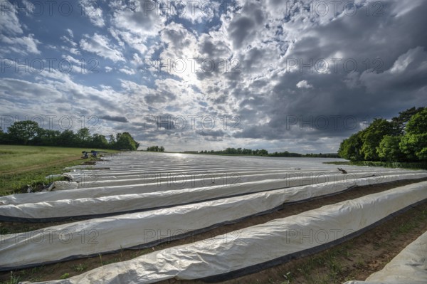 Asparagus field with white covering foil, cloudy sky, Eckental, Middle Franconia, Bavaria, Germany, Europe