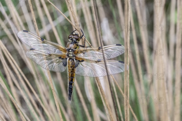 Four-spotted dragonfly (Libellula quadrimaculata), Emsland, Lower Saxony, Germany, Europe