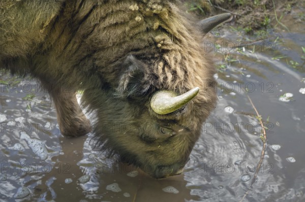 Bison (Bison) drinking water, wildlife park, Bavaria, Germany, Europe