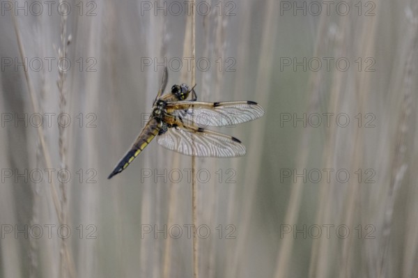 Four-spotted dragonfly (Libellula quadrimaculata), Emsland, Lower Saxony, Germany, Europe