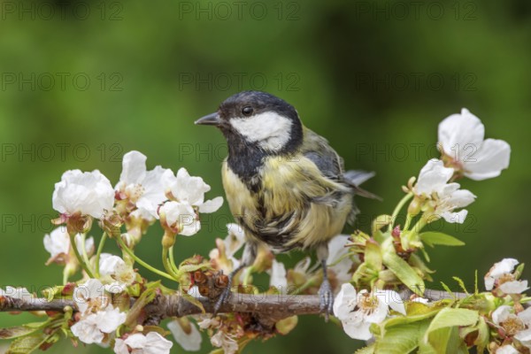 Great tit (Parus major) sitting on a cherry blossom branch in a spring landscape, Baden-Württemberg, Germany, Europe