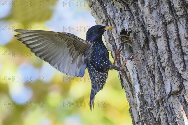 A starling (Sturnus vulgaris) with spread wings in front of its nest cavity in a tree trunk, young bird with open beak, Hesse, Germany, Europe