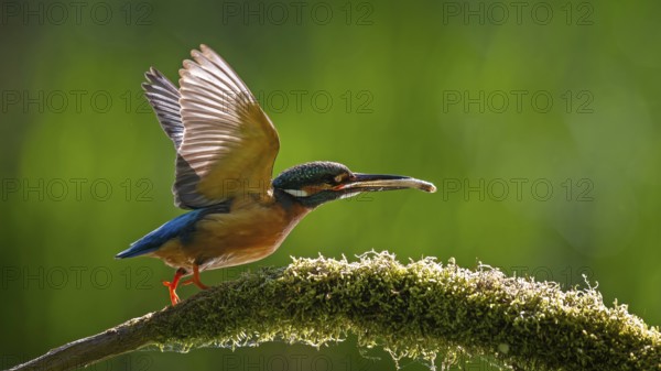 Kingfisher (Alcedo atthis) Indicator for clean flowing waters, male with preyed whitefish, flying off, on perch branch, habitat, flying gem, sunlight, backlight, sunrise, Middle Elbe River Landscape, Middle Elbe Biosphere Reserve, Saxony-Anhalt, Germany, Europe