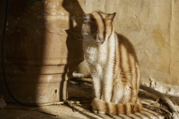 A red and white cat sits next to a pot in warm sunlight, surrounded by shadows, Symi Town, Symi, Dodecanese, Greek Islands, Greece, Europe