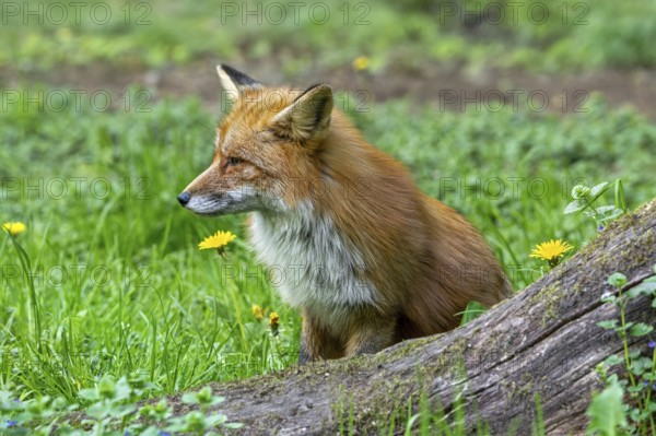 Red fox (Vulpes vulpes) hunting in grassland, meadow at edge of forest