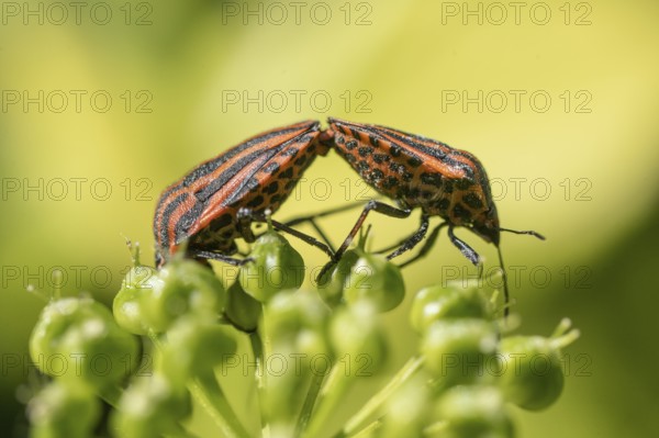 Stripe bug (Graphosoma lineatum), mating, Emsland, Lower Saxony, Germany, Europe