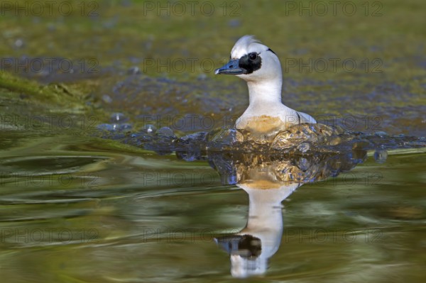 Smew (Mergellus albellus, Mergus albellus) male swimming in pond in spring