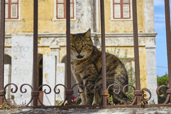A cat sits behind a gate, in the background an old facade with shutters, Symi Town, Symi, Dodecanese, Greek Islands, Greece, Europe