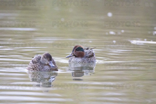 Teal (Anas crecca) Pair Germany