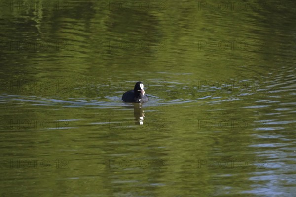 Coot on a lake, May, Germany, Europe