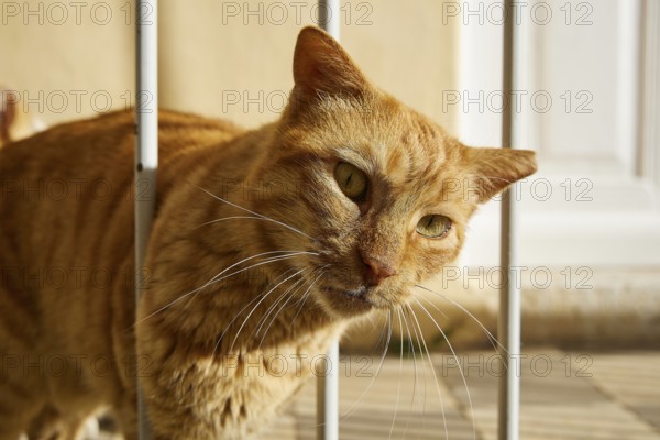 Orange cat leaning curiously out of a lattice in the sunshine, Symi town, Symi, Dodecanese, Greek Islands, Greece, Europe
