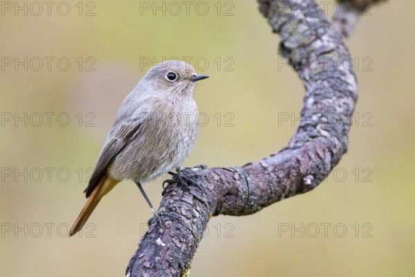 Black redstart (Phoenicurus ochruros) Germany